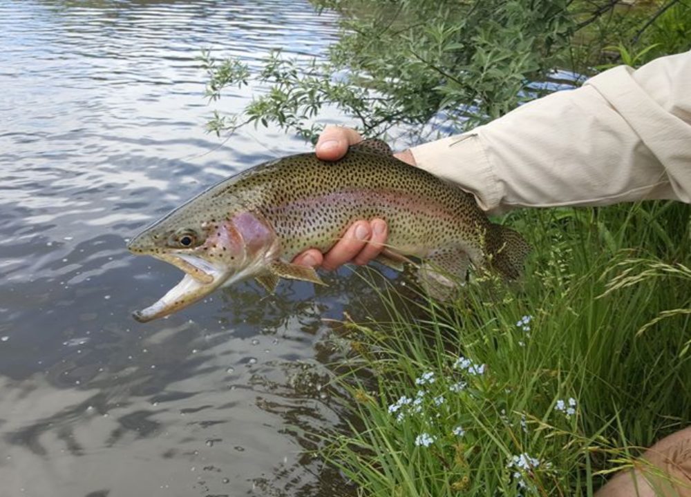 Spring Creeks Ranch Roaring Fork Valley Best Private Fly Fishing